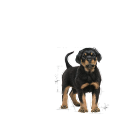 Royal Canin Rottweiler Puppy dry food for puppies 12 kg
