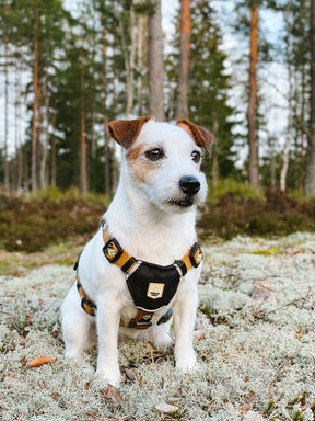 Woolly Wolf Sea To Summit Dog Harness