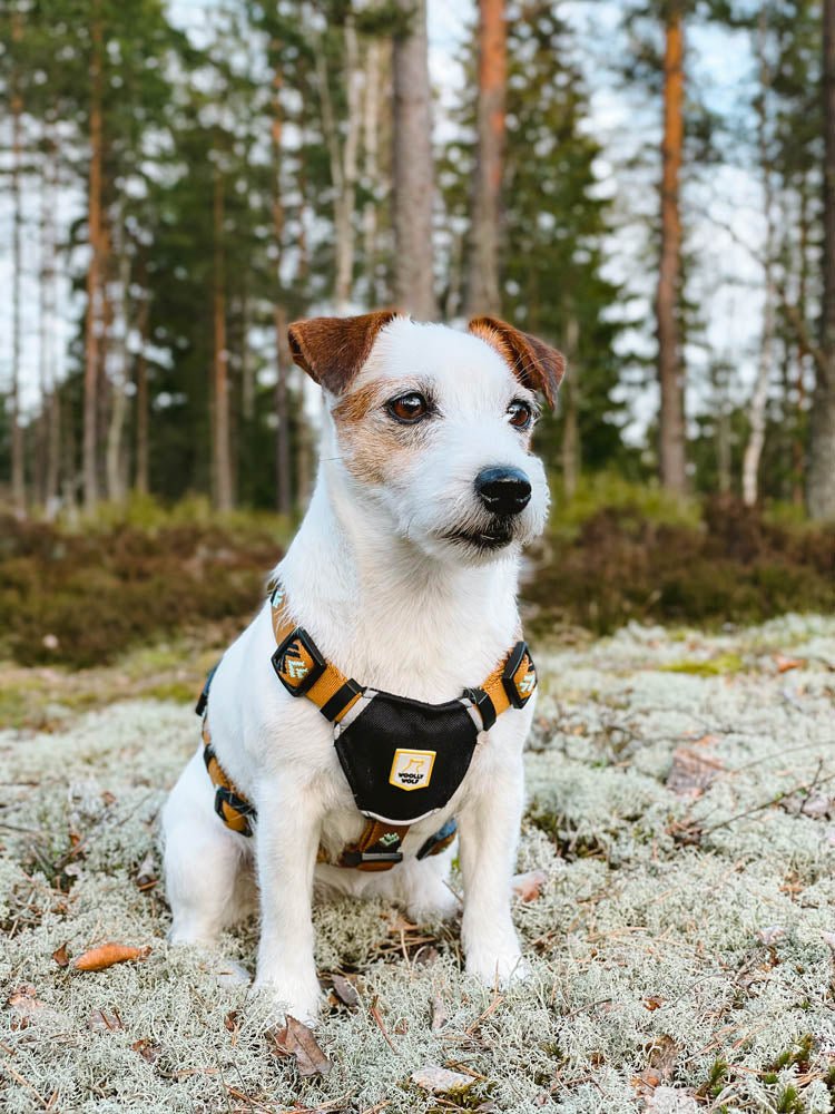 Woolly Wolf Sea To Summit Dog Harness