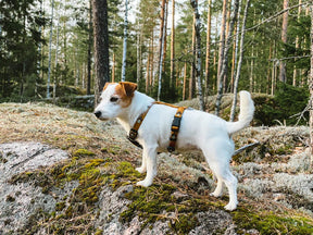 Woolly Wolf Sea To Summit Dog Harness