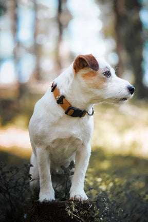 Woolly Wolf Sea to Summit Hundhalsband