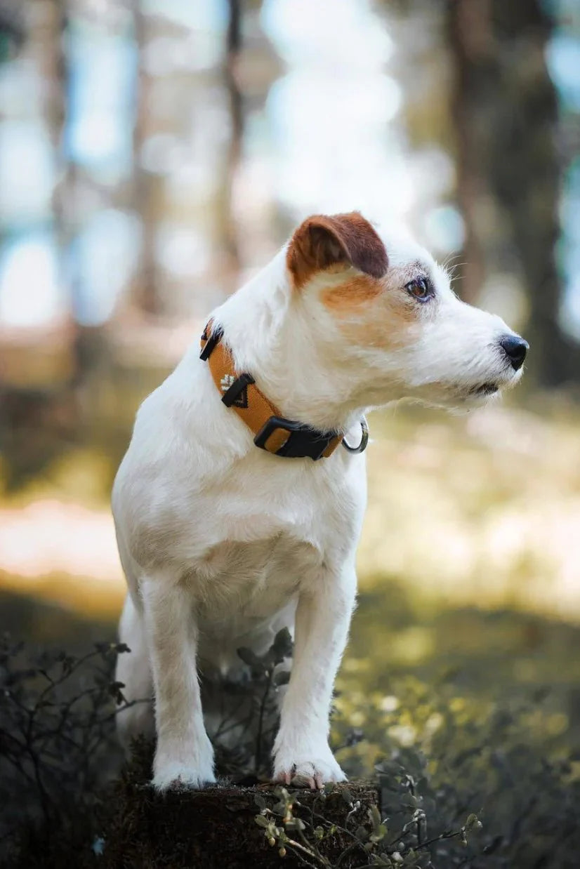Woolly Wolf Sea to Summit Hundhalsband