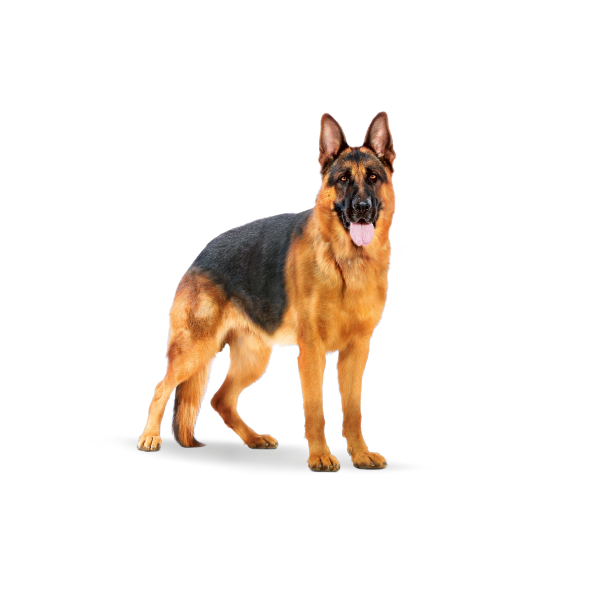 Royal Canin Maxi Adult för hundar