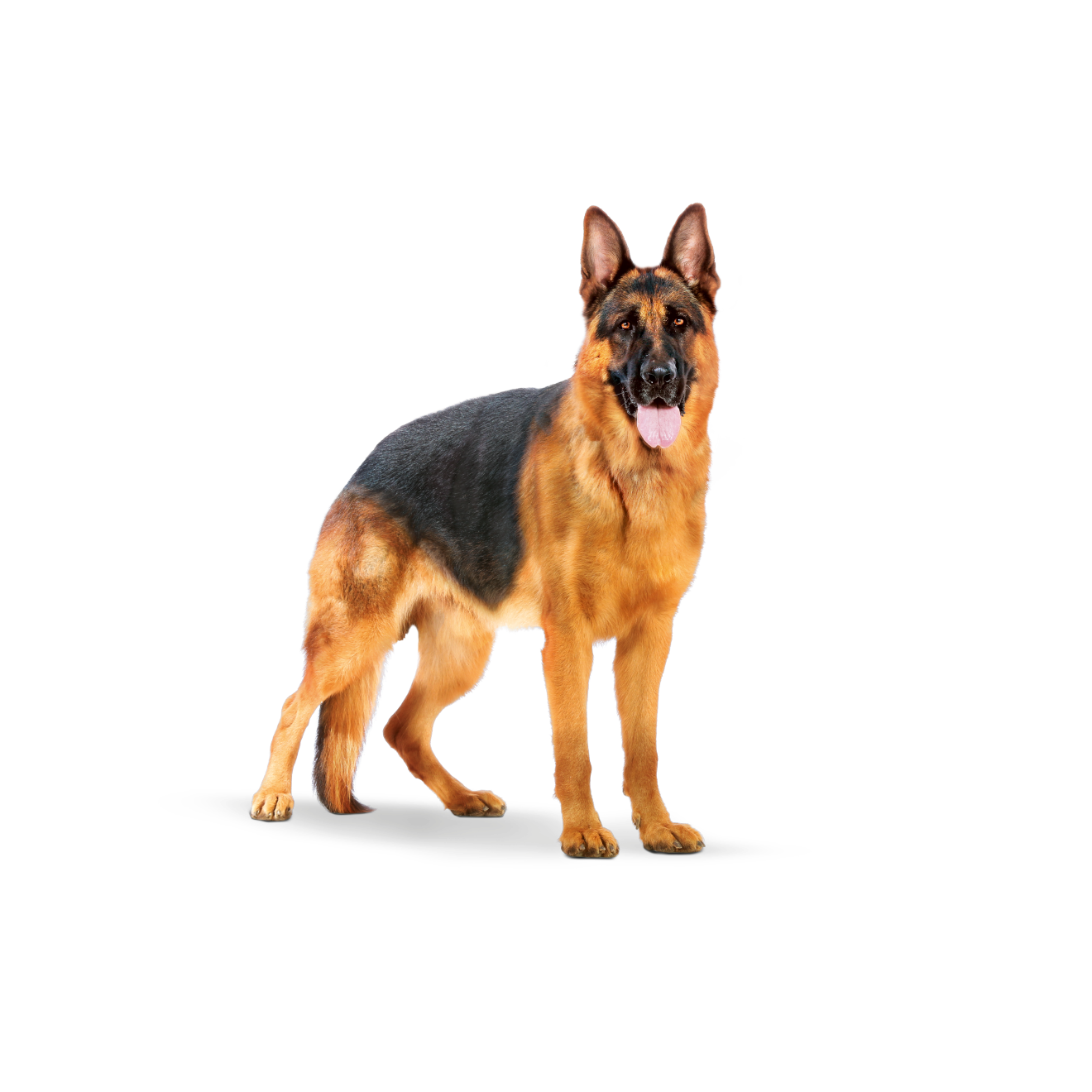 Royal Canin Maxi Adult för hundar 4 kg