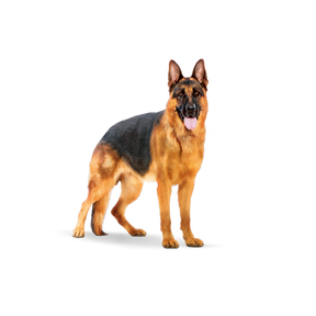 Royal Canin Maxi Adult för hundar 4 kg