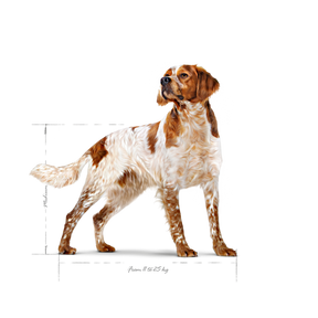 Royal Canin Medium Adult Dog 15 kg