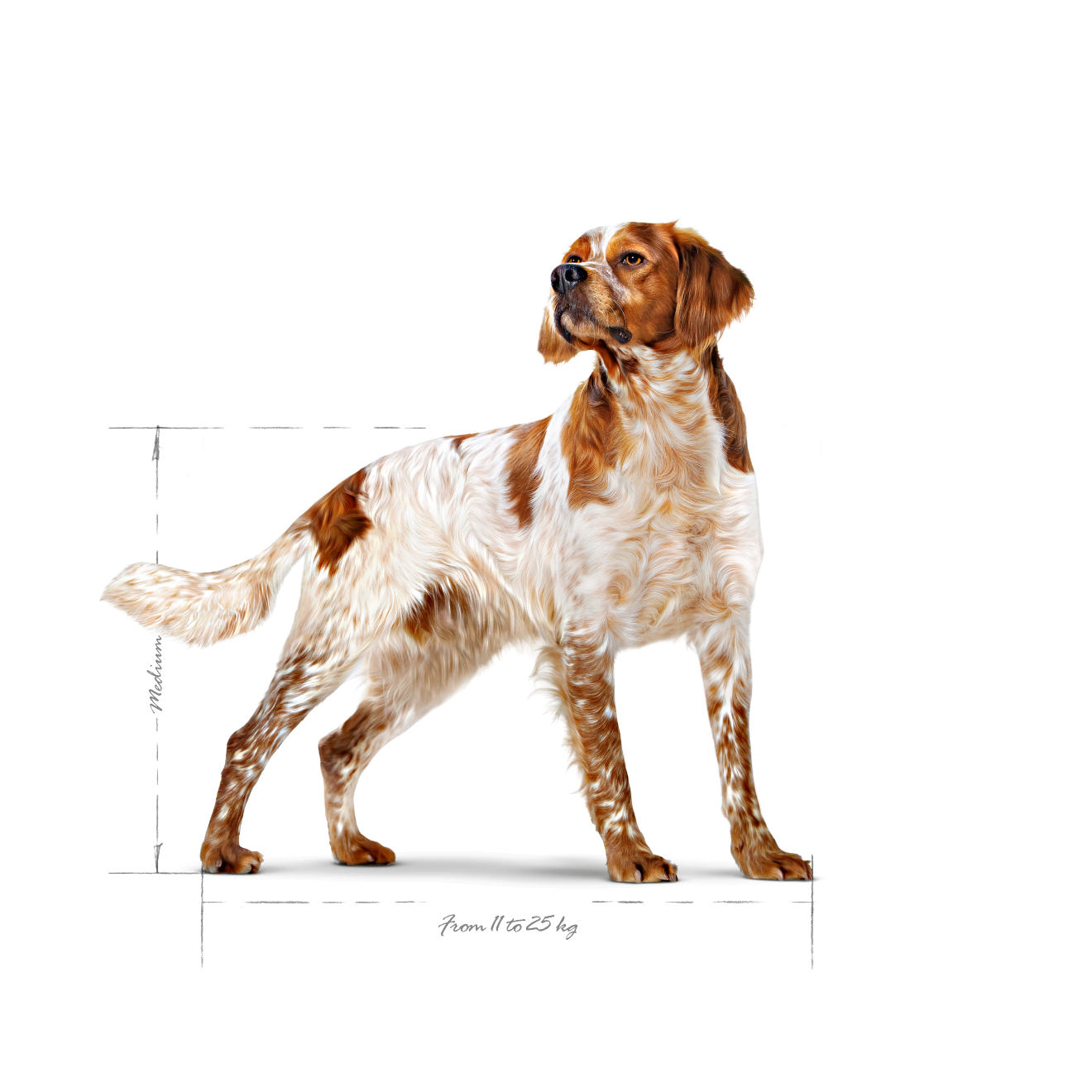 Royal Canin Medium Adult Dog 4 kg