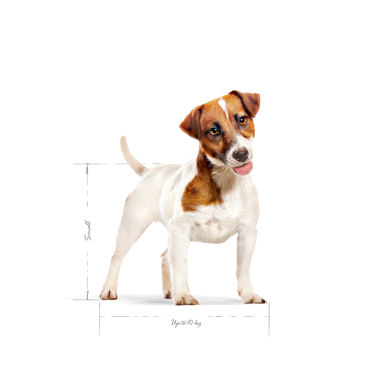 Royal Canin Mini Adult Dog 800 g