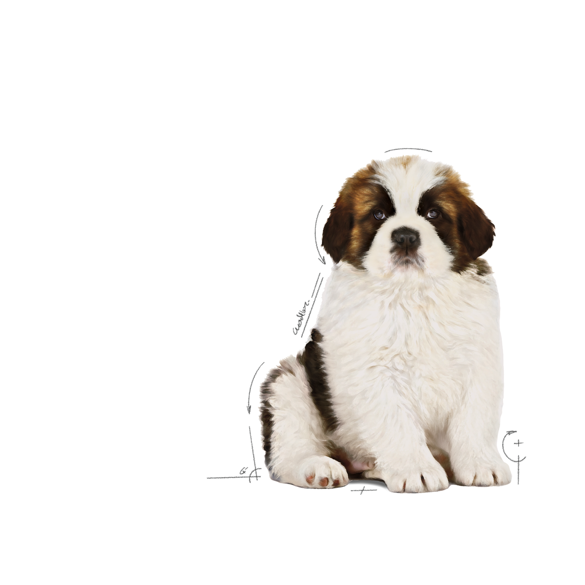 Royal Canin Giant Puppy dry food for puppies 3.5 kg