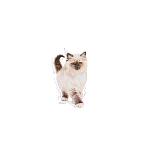 Royal Canin Kitten 4 kg för katter