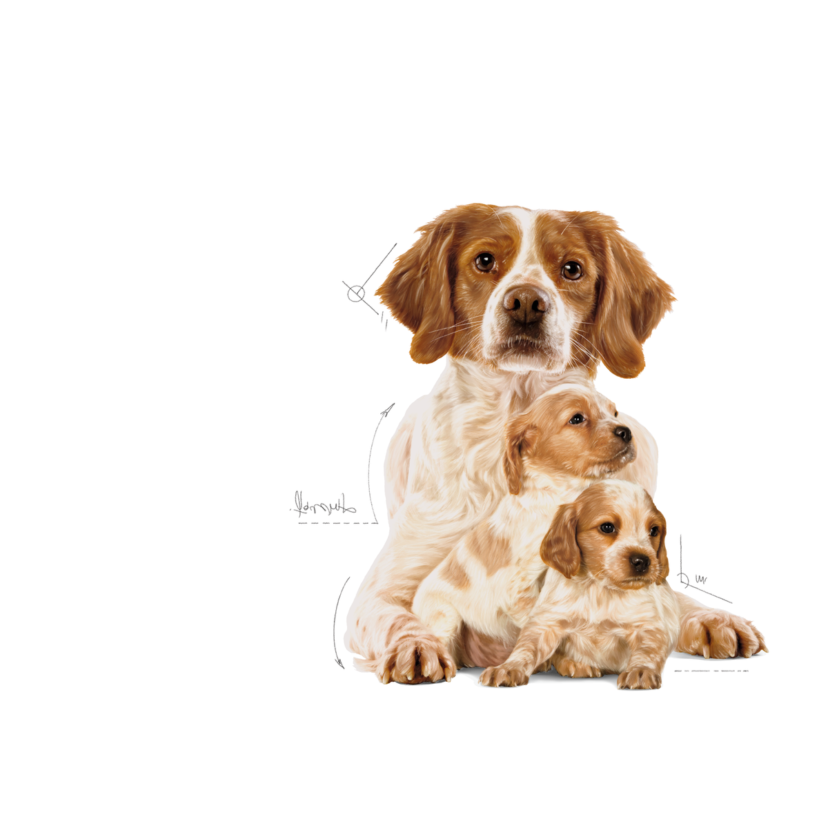 Royal Canin Medium Starter