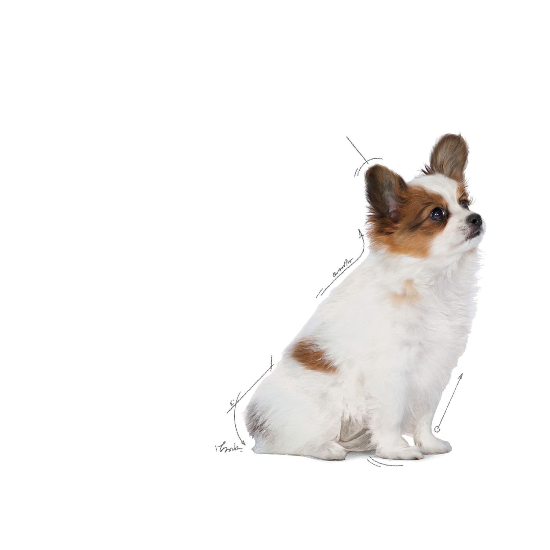 Royal Canin X-Small Puppy för valpar