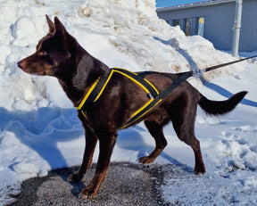 D&C Pulling Harness Size 3 Orange