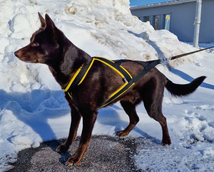 D&C Pulling Harness Size 3 Orange