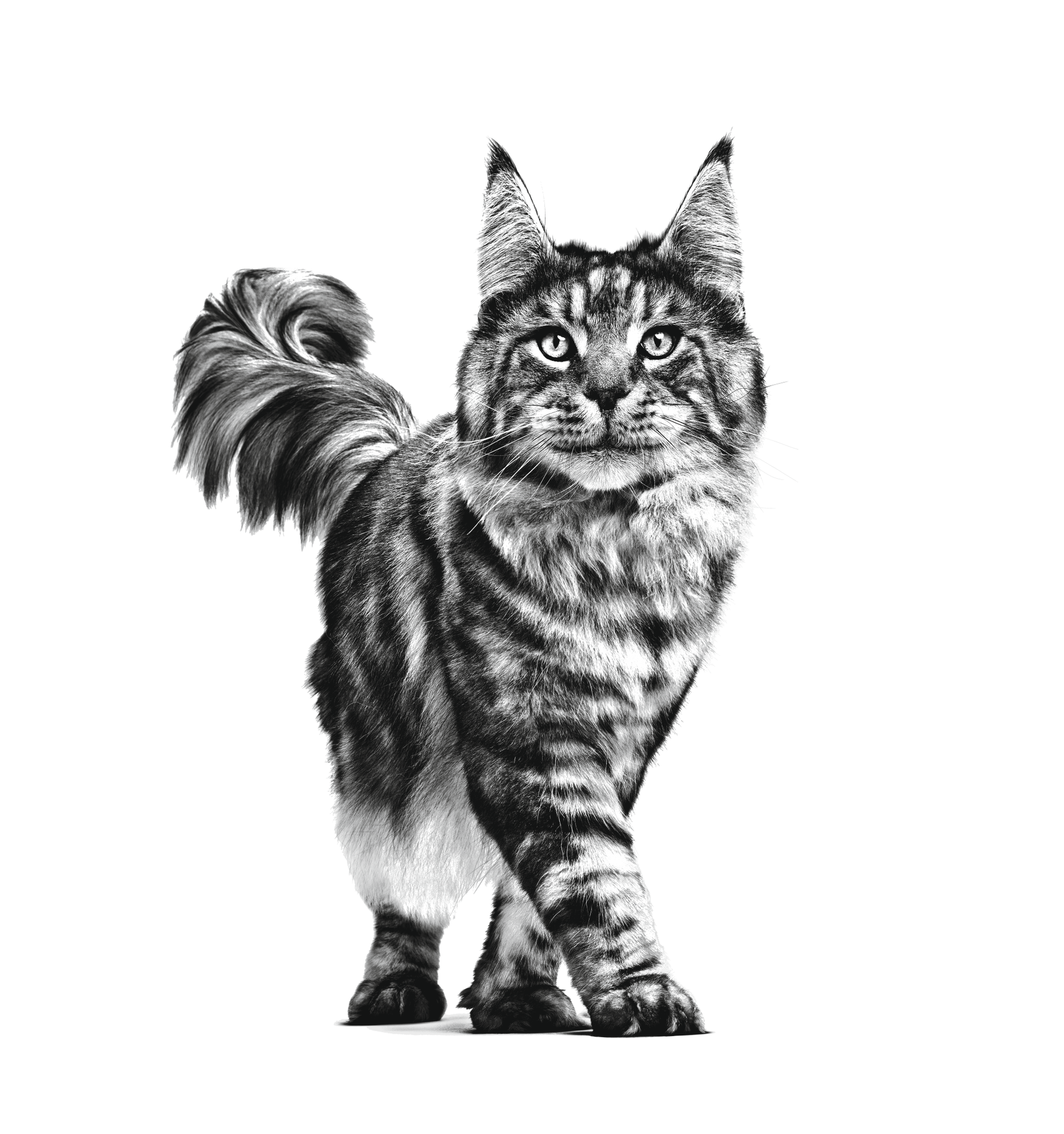 Royal Canin Veterinary Diets Renal torrfoder för katt