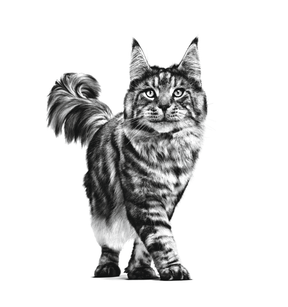 Royal Canin Veterinary Diets Renal torrfoder för katt