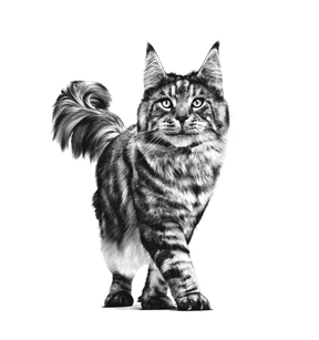 Royal Canin Veterinary Diets Health Management Dental torrfoder för katt 3 kg