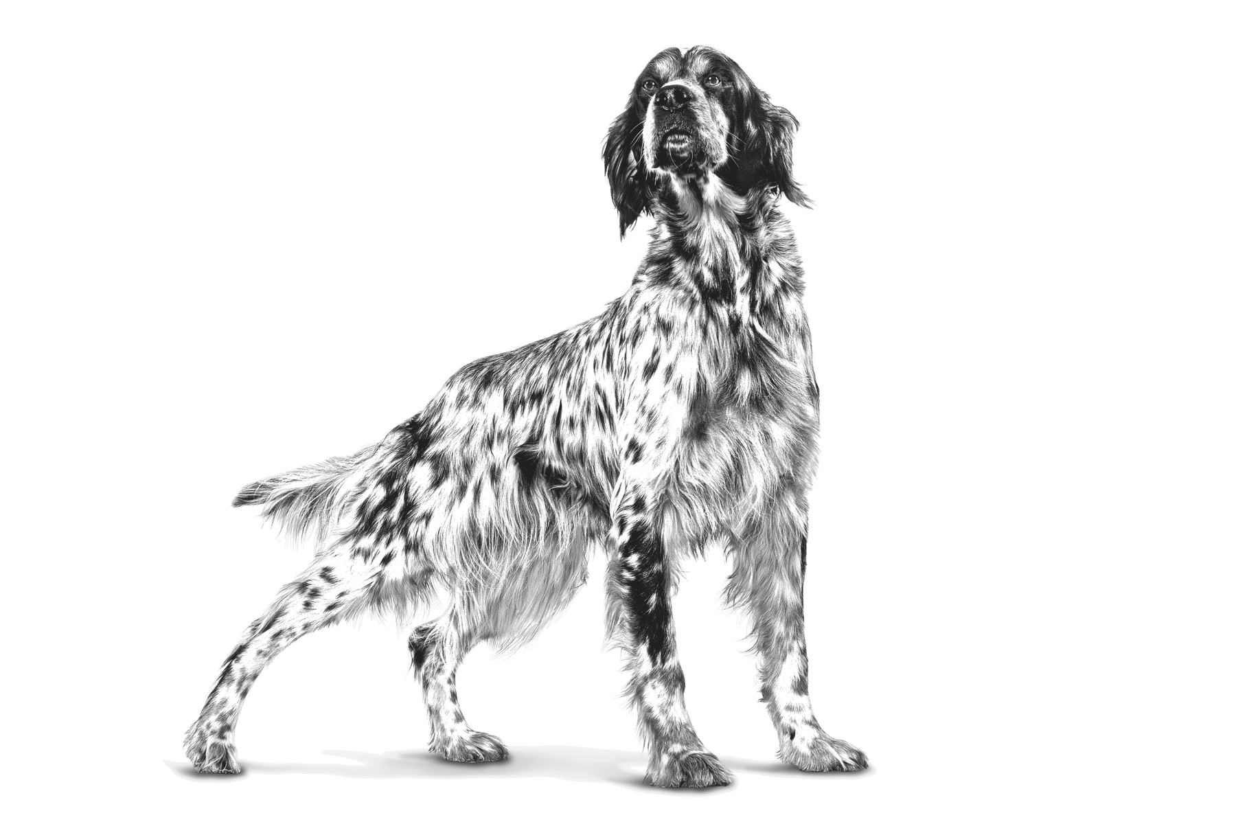 Royal Canin Veterinary Diets Health Management Adult 10 kg för hundar