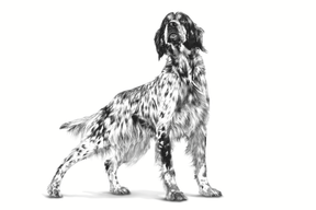 Royal Canin Veterinary Diets Health Management Adult för hundar