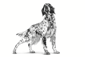 Royal Canin Veterinary Diets Renal 410 g för hundar