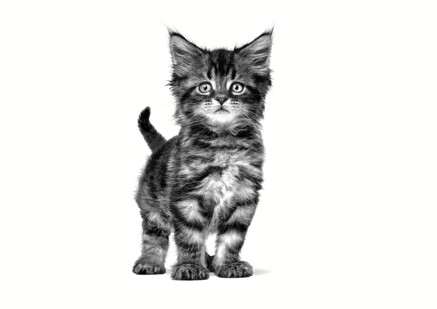 Royal Canin Veterinary Diets Gastrointestinal Kitten torrfoder 2 kg för katter