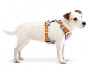 Woolly Wolf Alpha 360 Hundsele