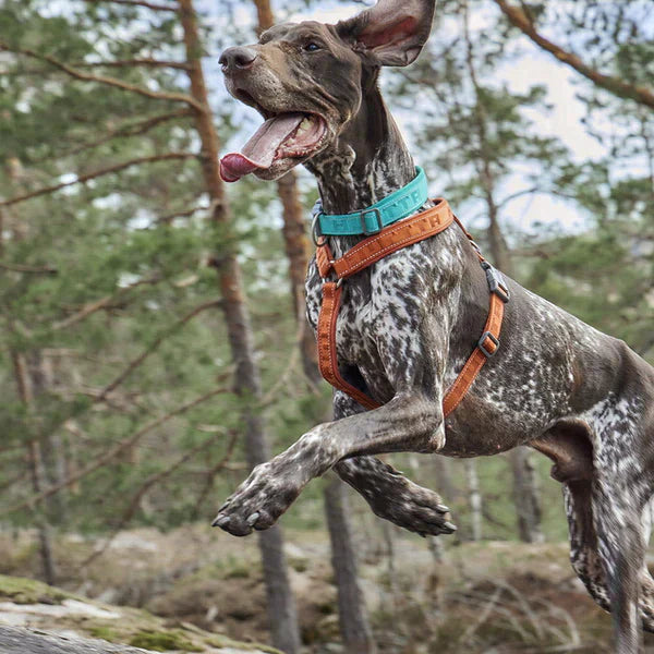 Hurtta Casual Y-hundsele ECO Raven 90–100 cm