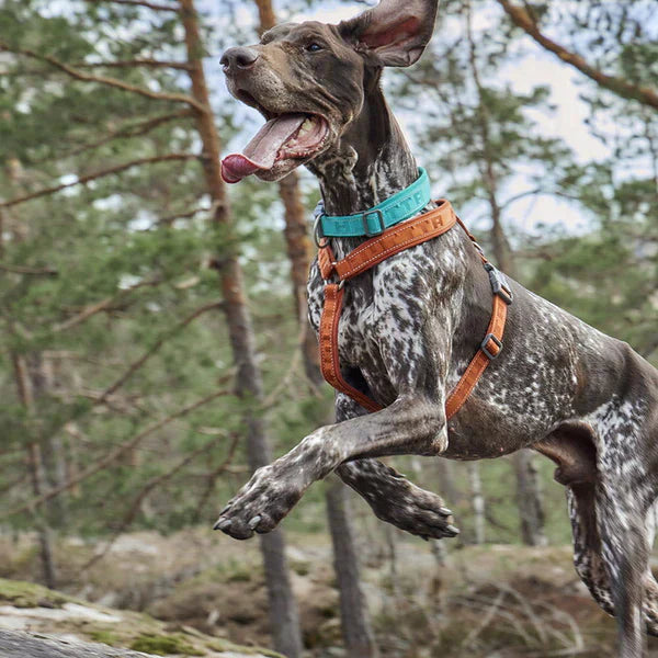 Hurtta Casual Y-hundsele ECO Raven 45–55 cm