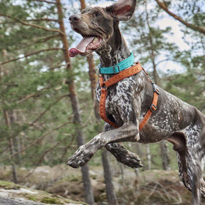 Hurtta Casual Y-hundsele ECO turkos 90–100 cm