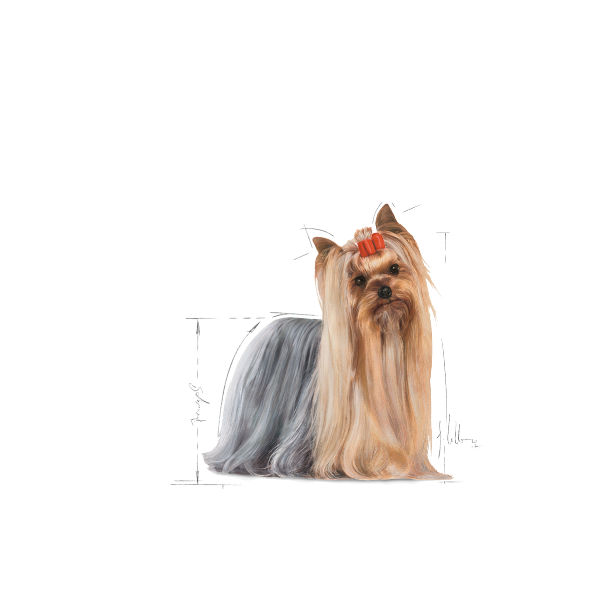 Royal Canin Yorkshire Terrier Adult våtfoder för hundar 12 x 85 g